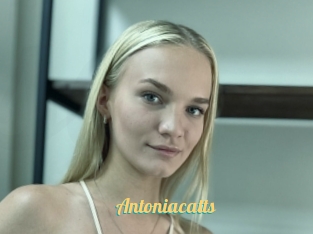 Antoniacatts