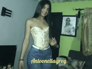 Antoonellagrey