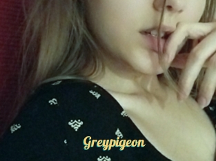 Greypigeon