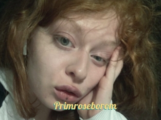 Primroseborom