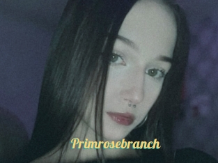 Primrosebranch